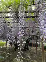 太巌寺(ふじの寺)の自然