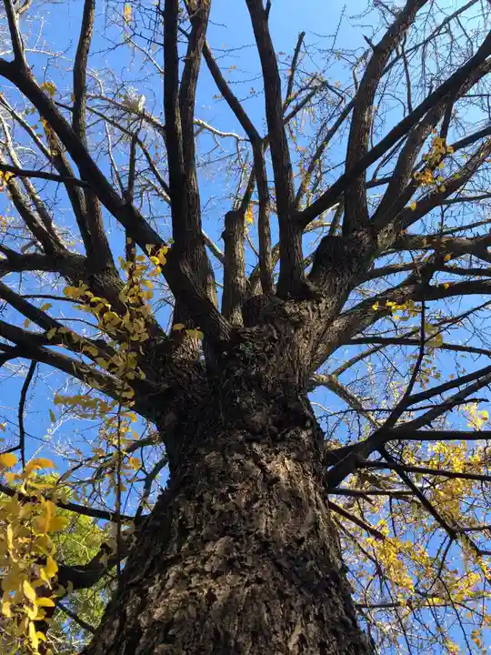 田無神社の自然