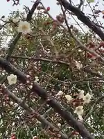 上里菅原神社の自然