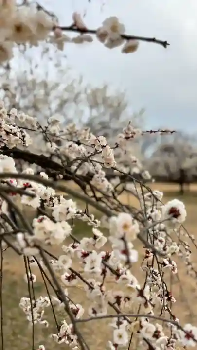 神前神社(岡山県)