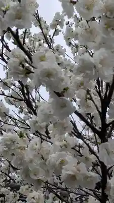 知恩院(京都府)