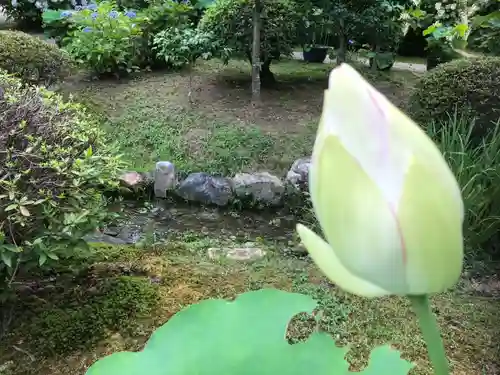 法金剛院の自然