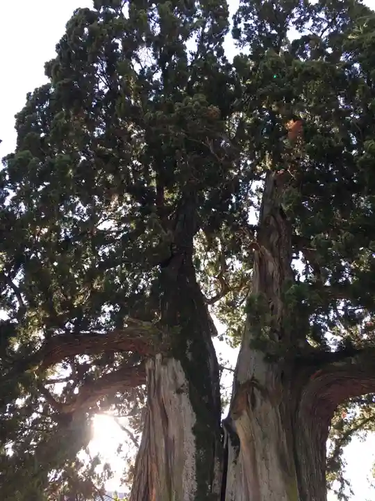 東福禅寺(東福寺)の自然