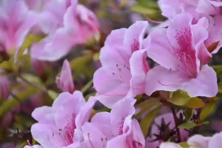 豊国神社の自然