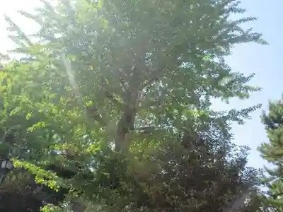 護国寺(東京都)