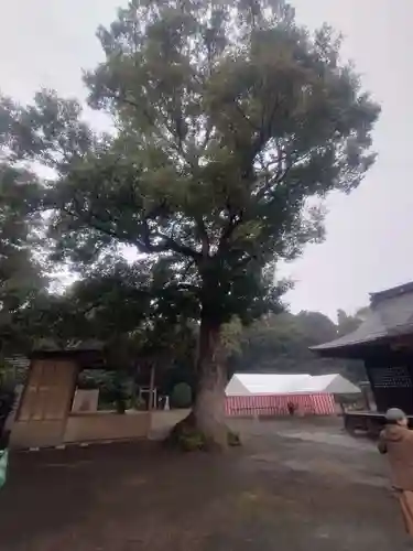 鷲宮神社(埼玉県)