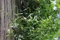 鹿島大神宮の自然