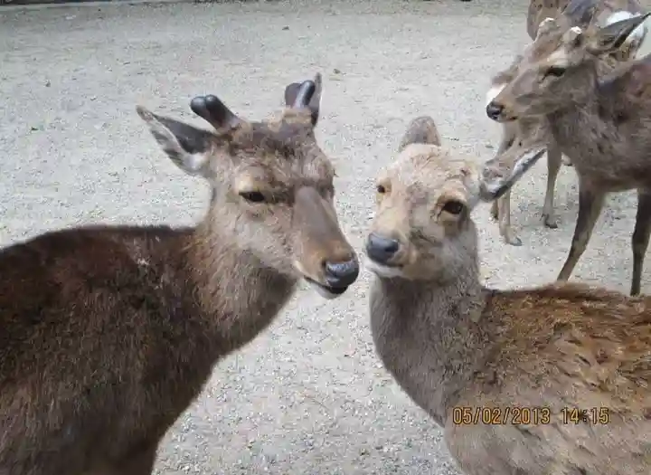 春日大社(奈良県)