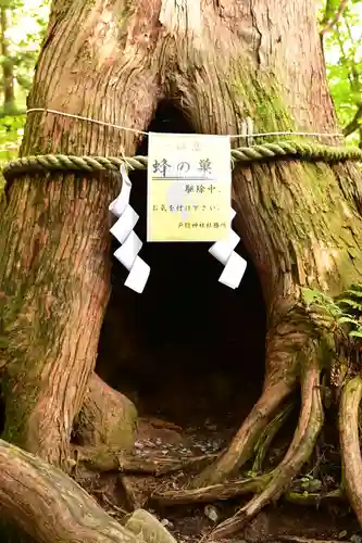 戸隠神社奥社(長野県)