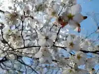 出雲大社(島根県)