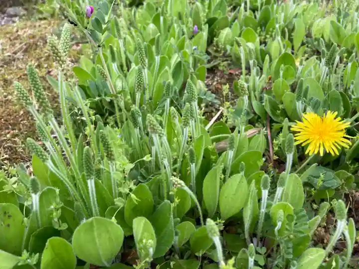 鹿島神社の周辺