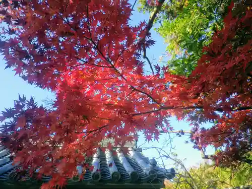 浄光明寺の自然