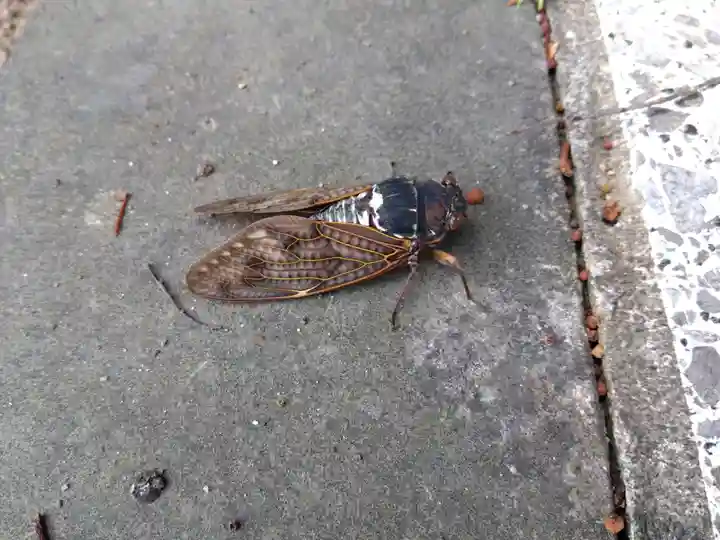 白山神社(福井県)
