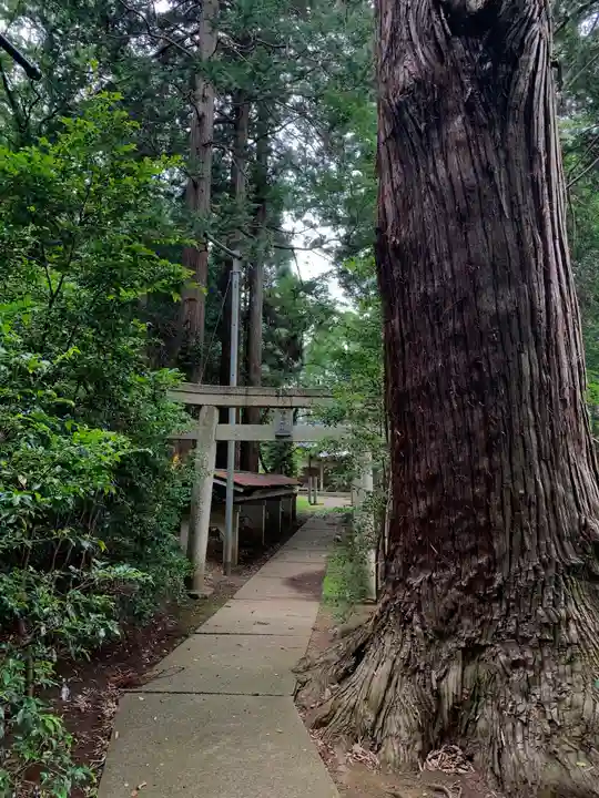 日吉神社の鳥居