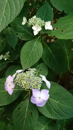 須賀神社の自然