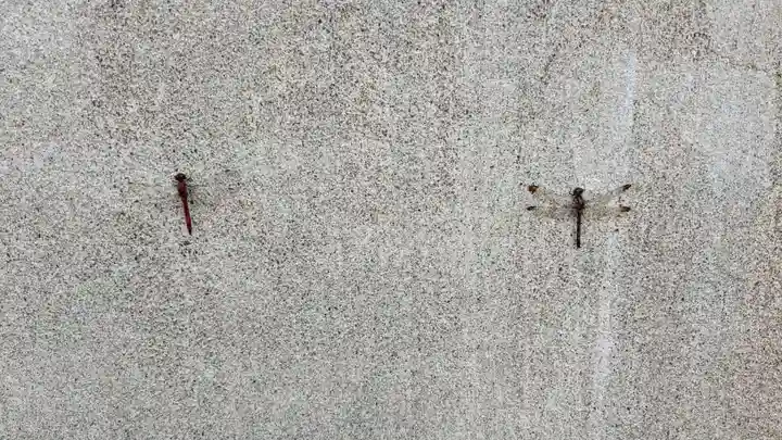 風連神社の動物