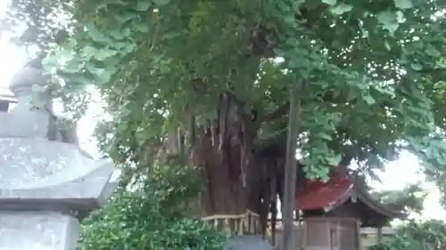 宮城野八幡神社の自然