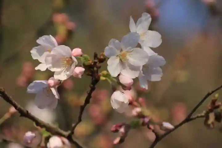 阿久津「田村神社」(郡山市阿久津町)旧社名:伊豆箱根三嶋三社の自然