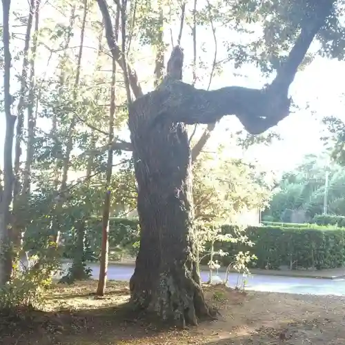 熊野神社の自然