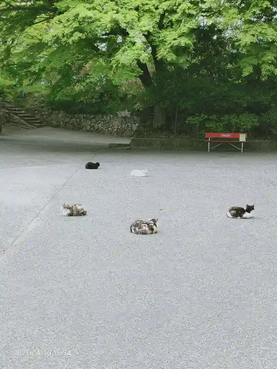 唐澤山神社の動物