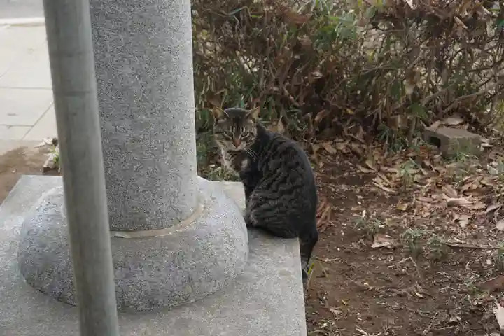 天形星神社の動物