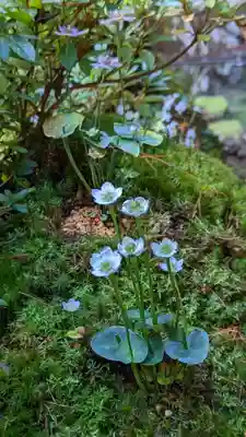 古知谷阿弥陀寺(京都府)