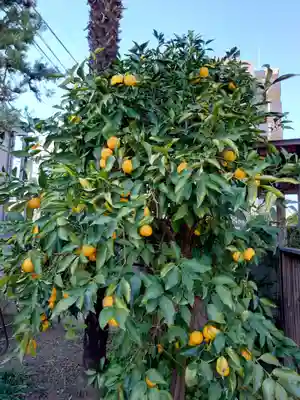 妙善寺(埼玉県)