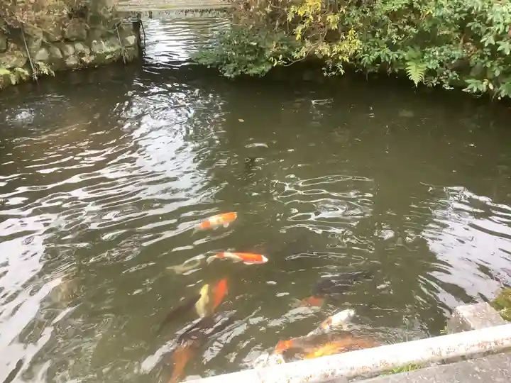 籠守勝手神社(木曽川町黒田)の動物