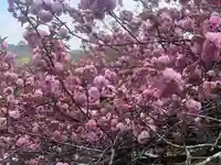 木舟山 順教寺の自然