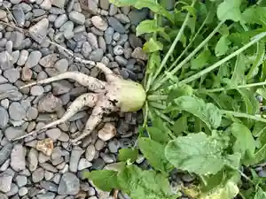 茂岩神社の食事(2022年08月11日(木) 21時46分17秒投稿)