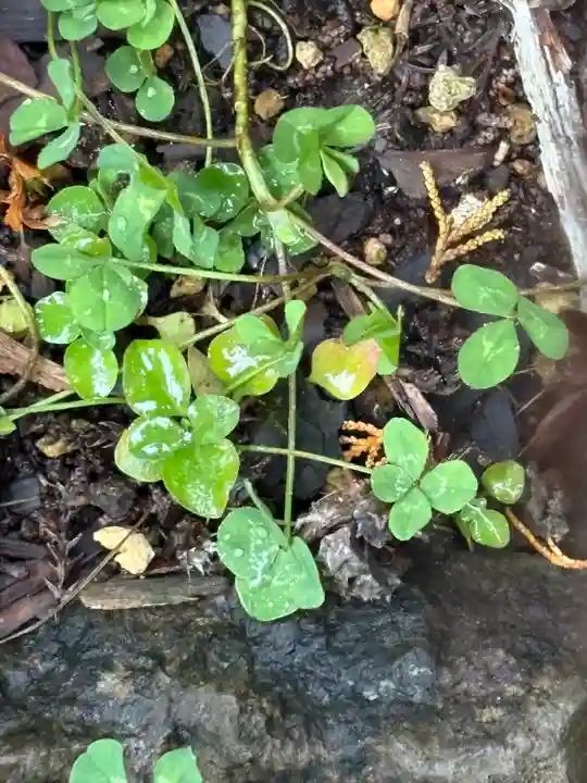 日光二荒山神社(栃木県)