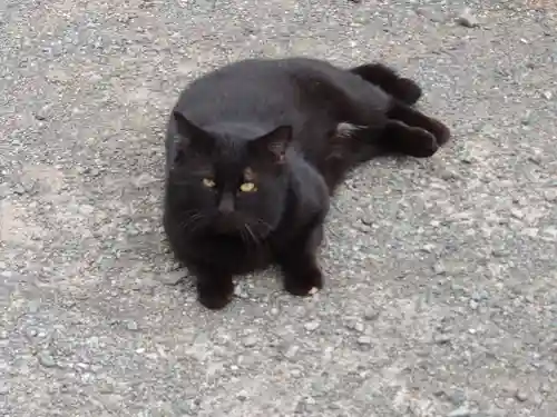 岡湊神社の動物