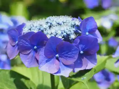 長壽寺（長寿寺）(神奈川県)