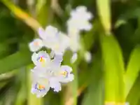 西方山極楽寺(岐阜県)