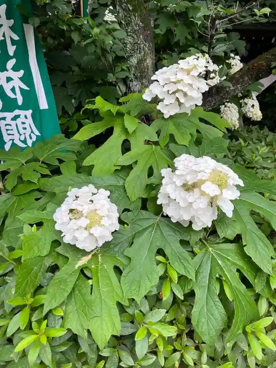 阿佐ヶ谷神明宮の自然