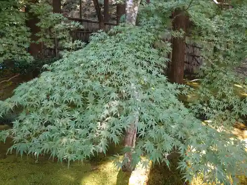 慈照寺（慈照禅寺・銀閣寺）(京都府)