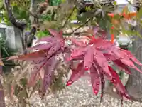 總社 和田八幡宮の自然