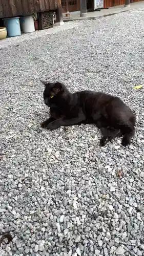 前玉神社の動物
