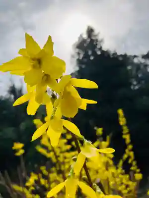 大泉寺(新潟県)