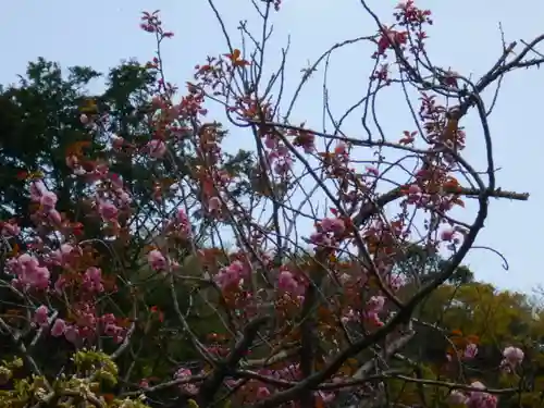 極楽寺（霊鷲山感應院極楽律寺）の自然