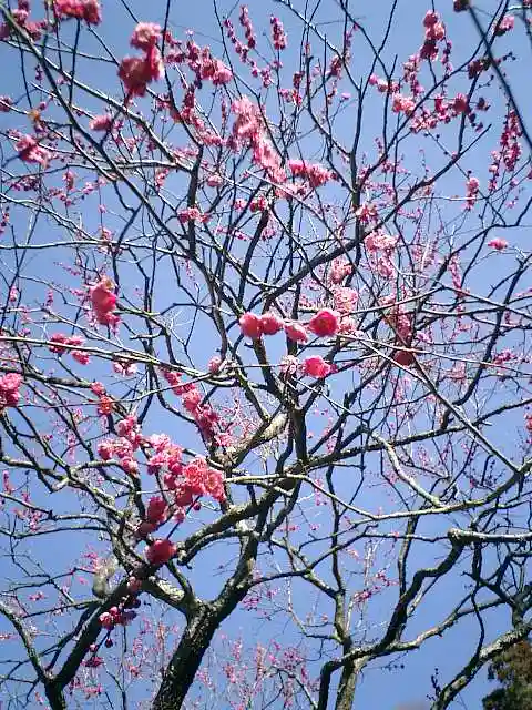荏柄天神社の自然