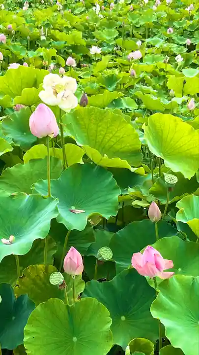 信濃國分寺の自然