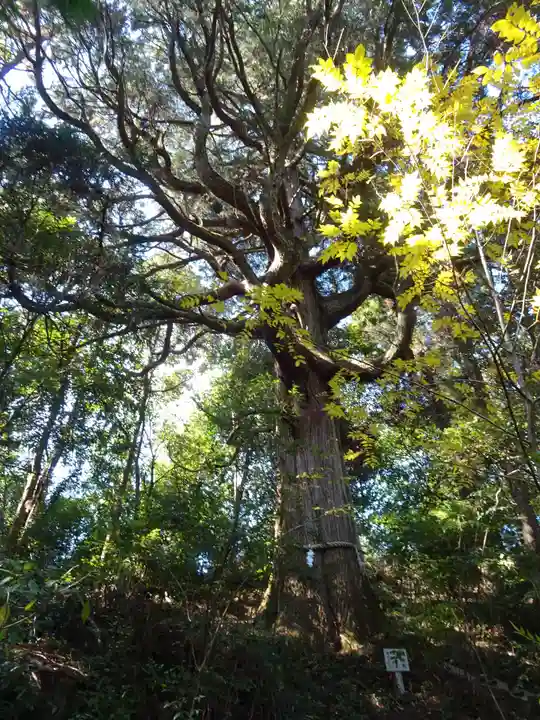 安良神社の自然