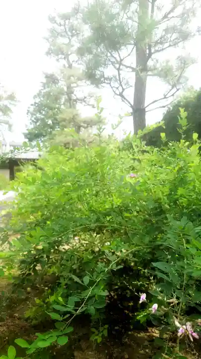 圓光禅寺(円光寺)の自然