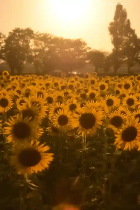 座間神社(神奈川県)