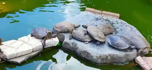 お亀明神社の動物