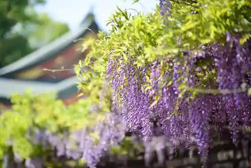 日枝神社の自然