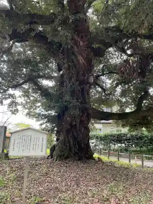 一之宮貫前神社(群馬県)