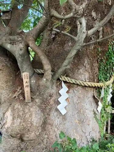 相模国総社六所神社(神奈川県)