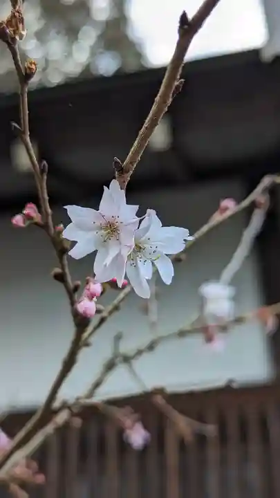 平野神社(京都府)